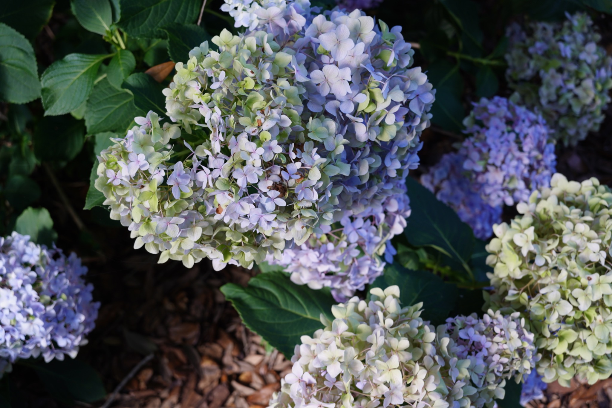 Hydrangea flowers detail shot